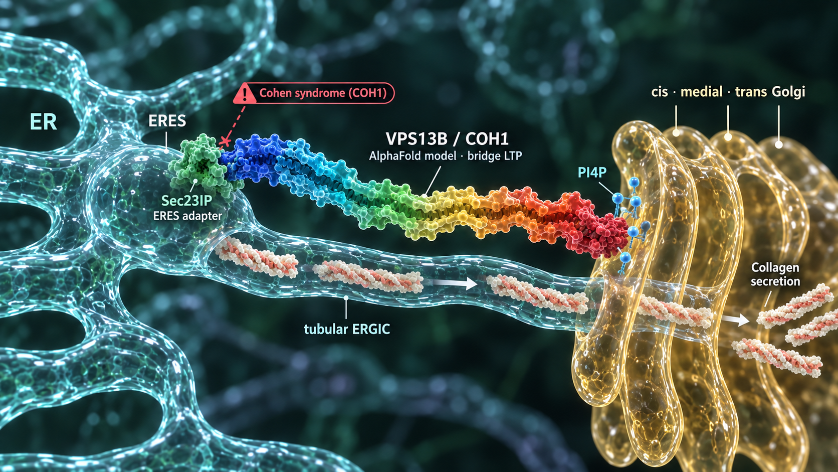 VPS13B AlphaFold model bridging ERES and Golgi, recruited by PI4P and Sec23IP, driving tubular ERGIC formation